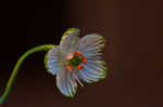 Largeleaf grass of Parnassus